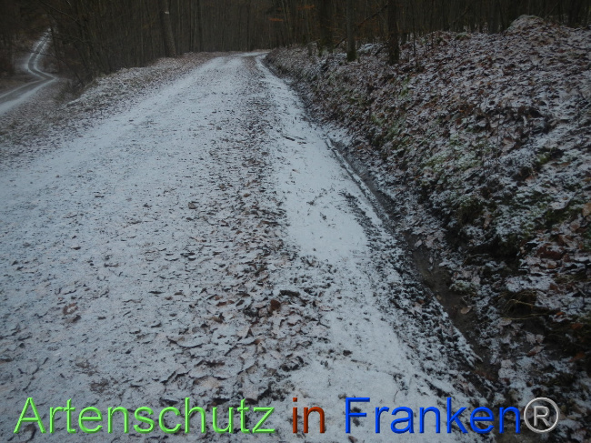 © Artenschutz in Franken® Bild zum Eintrag (1080228-160)