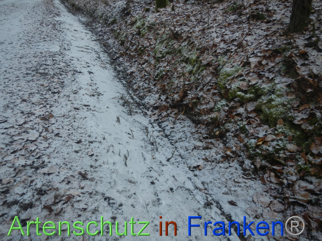 © Artenschutz in Franken® Bild zum Eintrag (1080229-160)