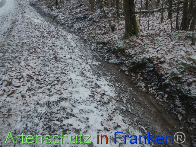 © Artenschutz in Franken® Bild zum Eintrag (1080232-160)