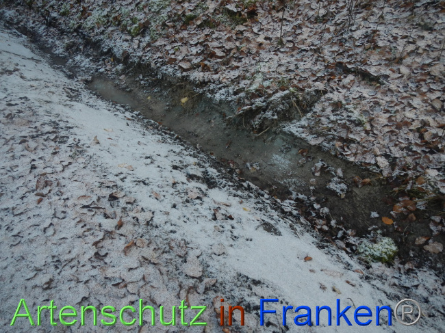 © Artenschutz in Franken® Bild zum Eintrag (1080240-160)