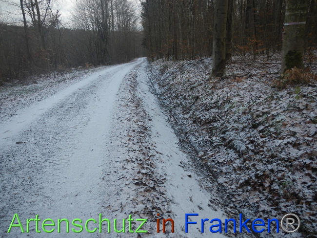 © Artenschutz in Franken® Bild zum Eintrag (1080241-160)