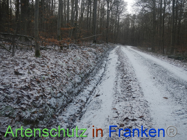 © Artenschutz in Franken® Bild zum Eintrag (1080243-160)