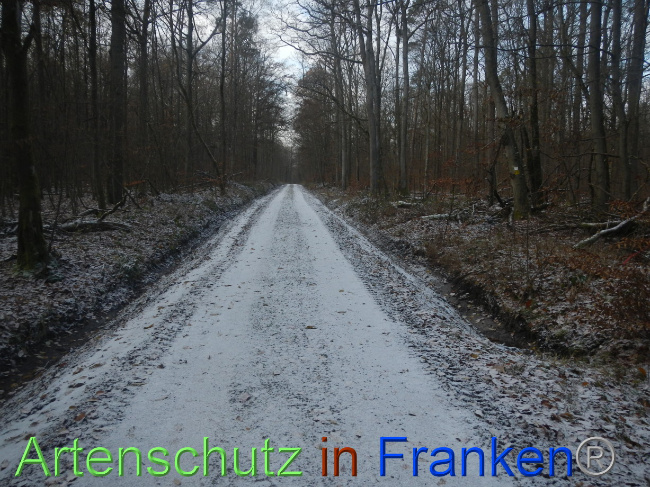 © Artenschutz in Franken® Bild zum Eintrag (1080244-160)