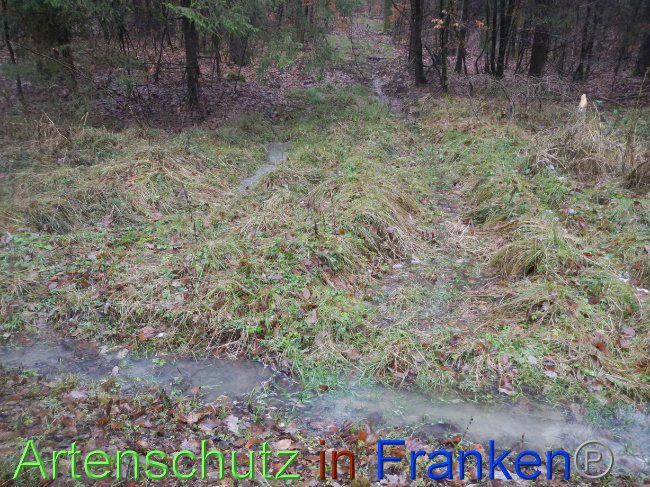 © Artenschutz in Franken® Bild zum Eintrag (1080251-160)