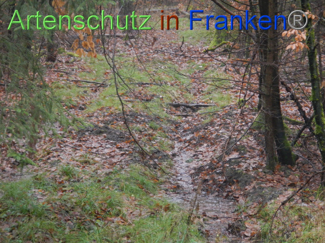 © Artenschutz in Franken® Bild zum Eintrag (1080252-160)