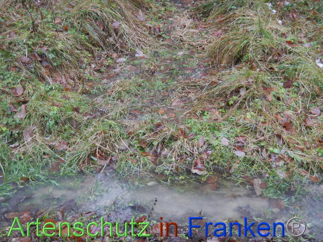 © Artenschutz in Franken® Bild zum Eintrag (1080253-160)