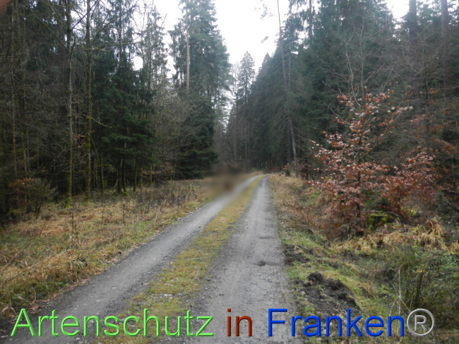 © Artenschutz in Franken® Bild zum Eintrag (1080257-160)