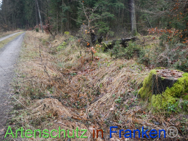 © Artenschutz in Franken® Bild zum Eintrag (1080258-160)
