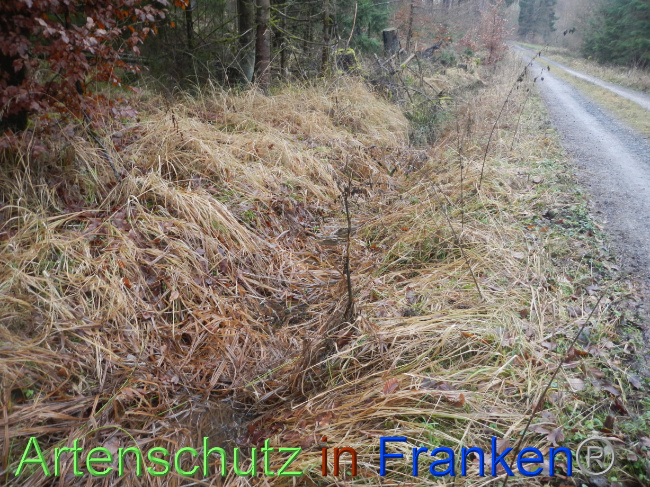 © Artenschutz in Franken® Bild zum Eintrag (1080260-160)