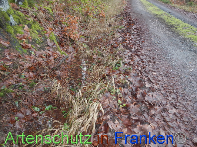 © Artenschutz in Franken® Bild zum Eintrag (1080261-160)