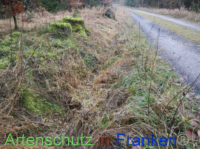 © Artenschutz in Franken® Bild zum Eintrag (1080262-160)
