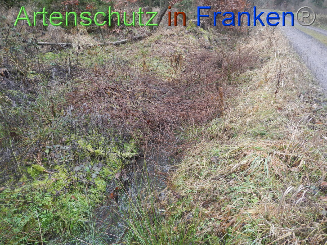 © Artenschutz in Franken® Bild zum Eintrag (1080264-160)