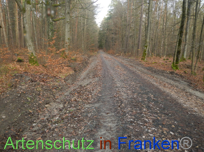 © Artenschutz in Franken® Bild zum Eintrag (1080321-160)