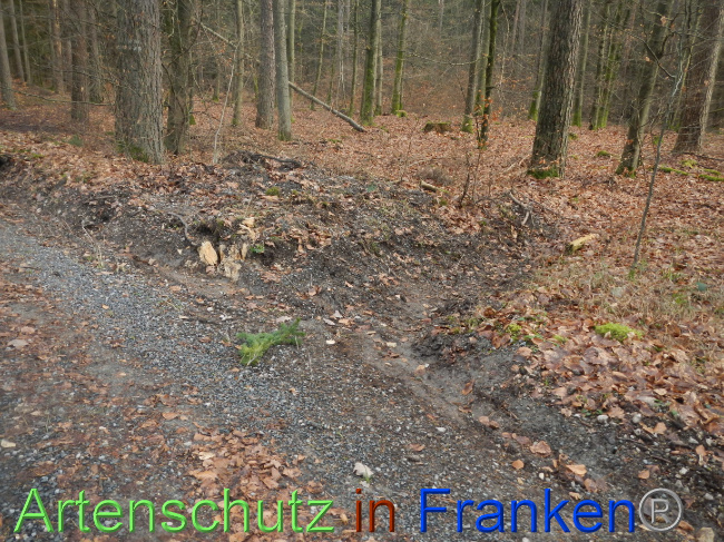 © Artenschutz in Franken® Bild zum Eintrag (1080323-160)