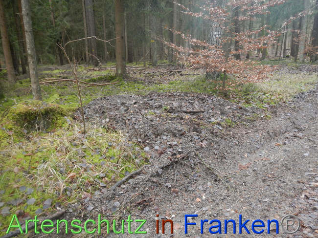 © Artenschutz in Franken® Bild zum Eintrag (1080329-160)