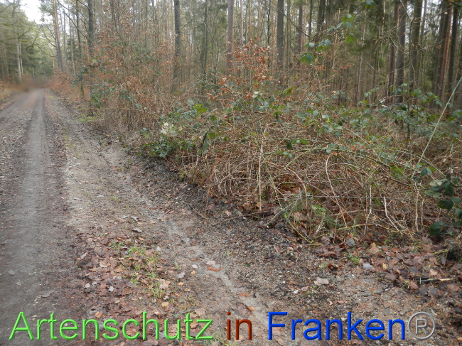 © Artenschutz in Franken® Bild zum Eintrag (1080332-160)