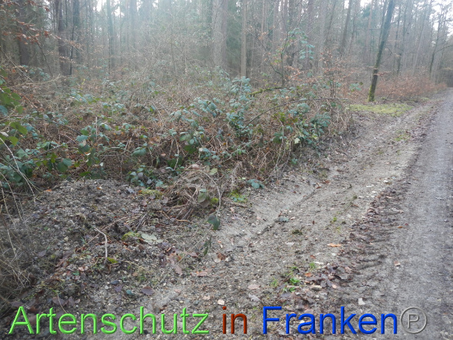 © Artenschutz in Franken® Bild zum Eintrag (1080334-160)