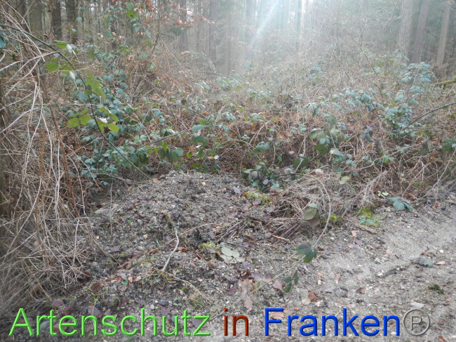 © Artenschutz in Franken® Bild zum Eintrag (1080335-160)