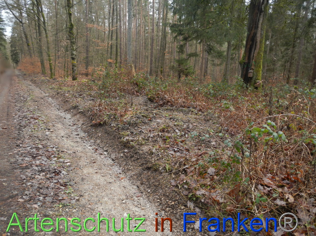 © Artenschutz in Franken® Bild zum Eintrag (1080336-160)