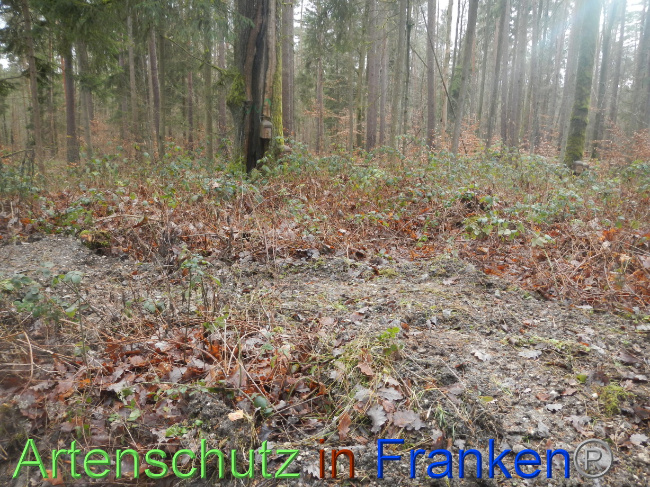 © Artenschutz in Franken® Bild zum Eintrag (1080338-160)