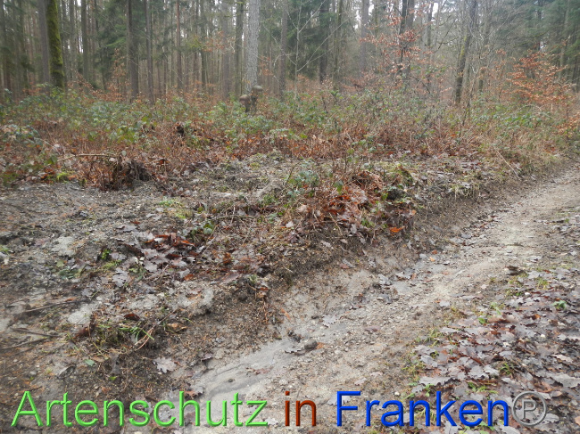 © Artenschutz in Franken® Bild zum Eintrag (1080339-160)