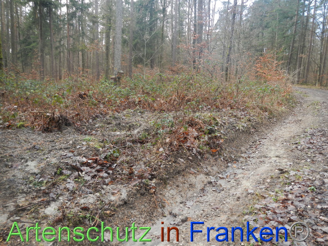 © Artenschutz in Franken® Bild zum Eintrag (1080340-160)