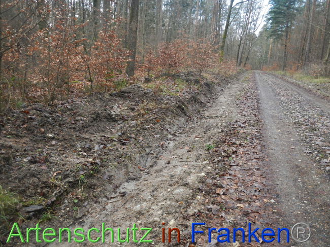 © Artenschutz in Franken® Bild zum Eintrag (1080342-160)