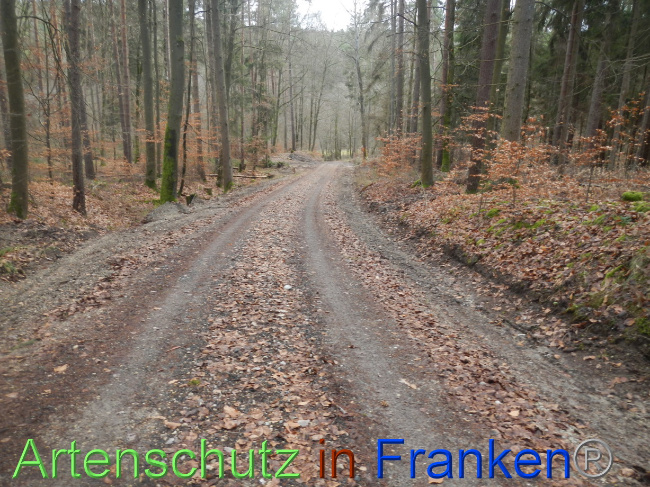 © Artenschutz in Franken® Bild zum Eintrag (1080343-160)