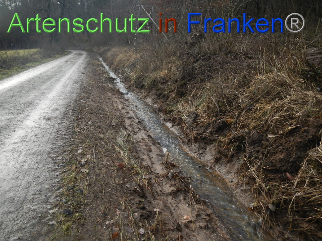 © Artenschutz in Franken® Bild zum Eintrag (1080346-160)