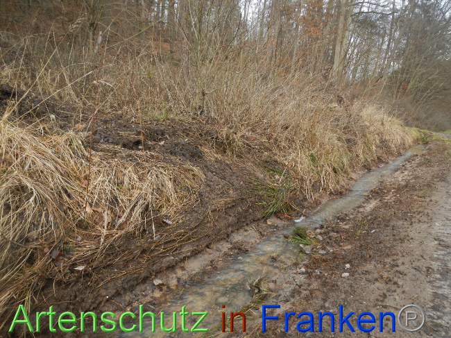 © Artenschutz in Franken® Bild zum Eintrag (1080347-160)