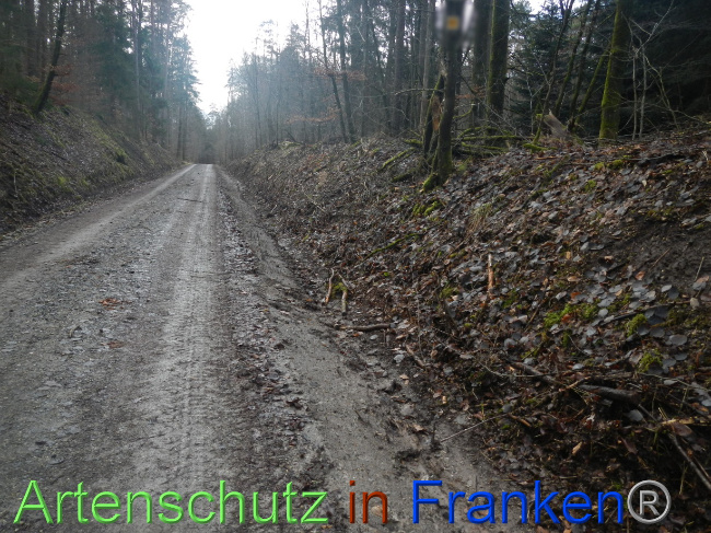 © Artenschutz in Franken® Bild zum Eintrag (1080348-160)