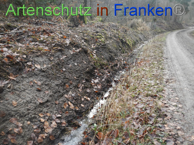 © Artenschutz in Franken® Bild zum Eintrag (1080351-160)