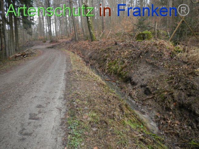 © Artenschutz in Franken® Bild zum Eintrag (1080354-160)