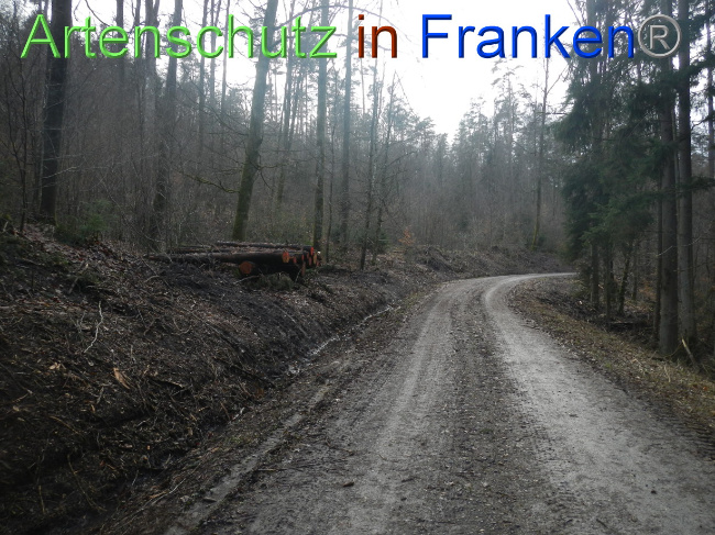 © Artenschutz in Franken® Bild zum Eintrag (1080355-160)