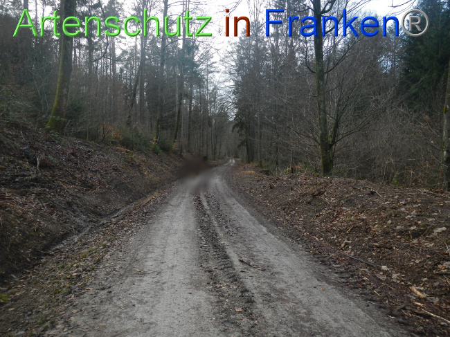 © Artenschutz in Franken® Bild zum Eintrag (1080362-160)