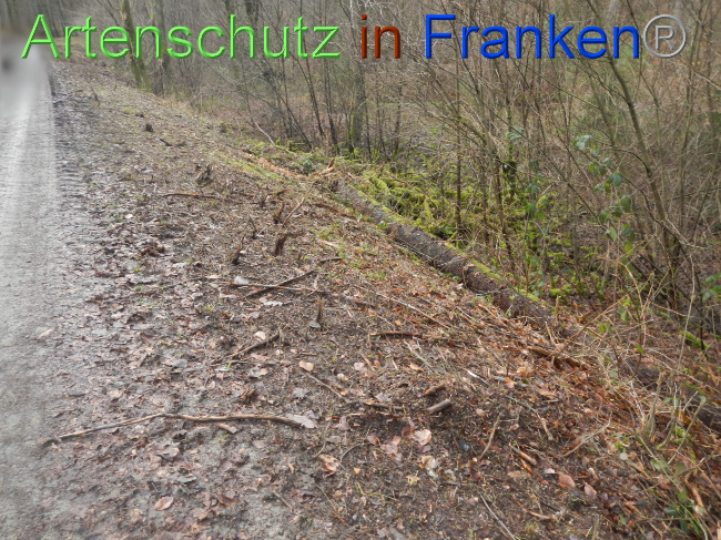 © Artenschutz in Franken® Bild zum Eintrag (1080364-160)