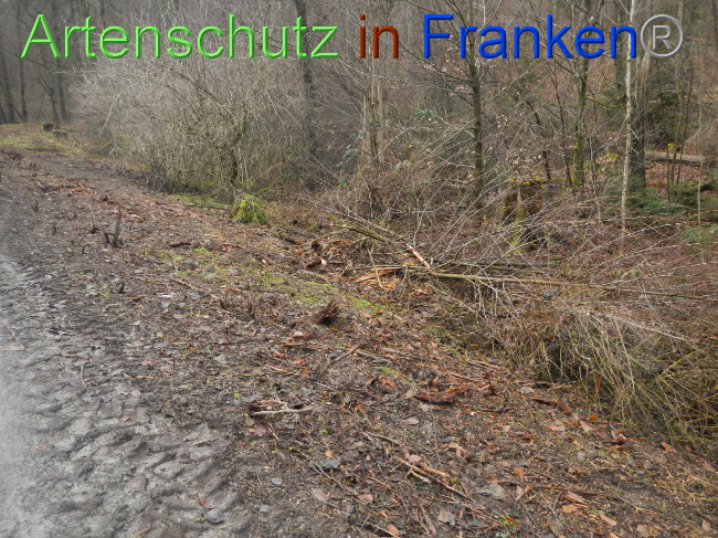 © Artenschutz in Franken® Bild zum Eintrag (1080367-160)