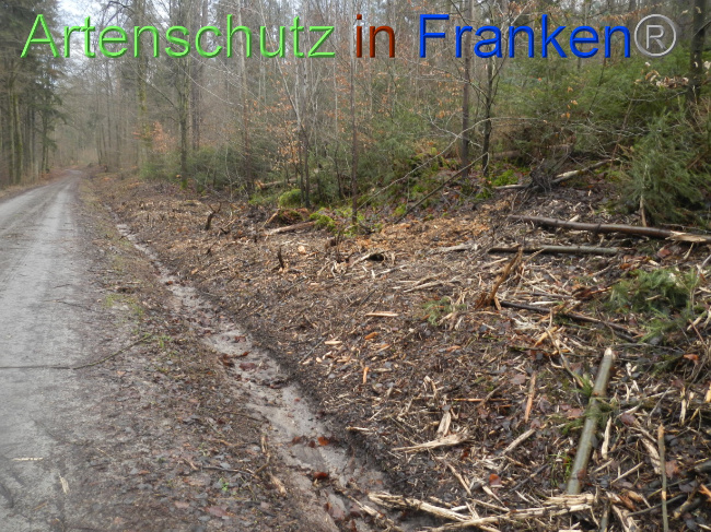 © Artenschutz in Franken® Bild zum Eintrag (1080371-160)