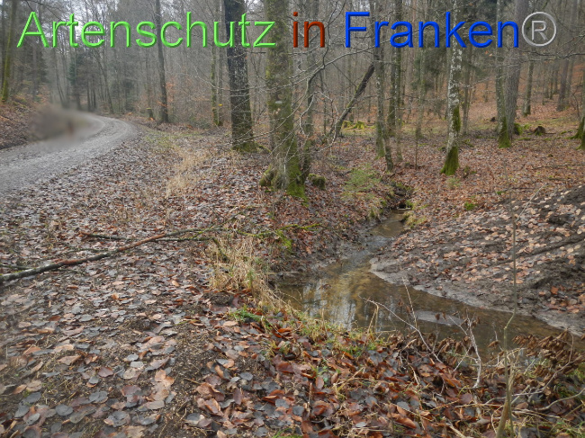 © Artenschutz in Franken® Bild zum Eintrag (1080372-160)