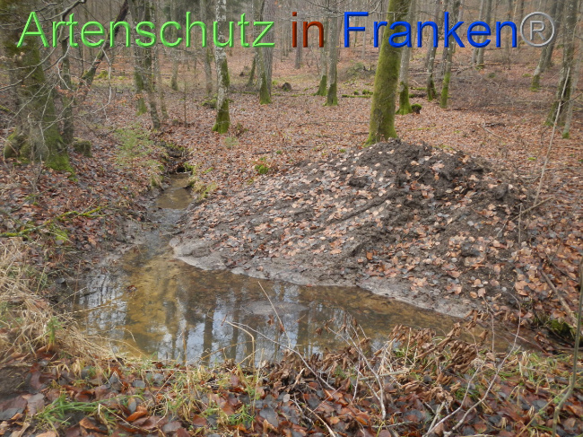 © Artenschutz in Franken® Bild zum Eintrag (1080373-160)