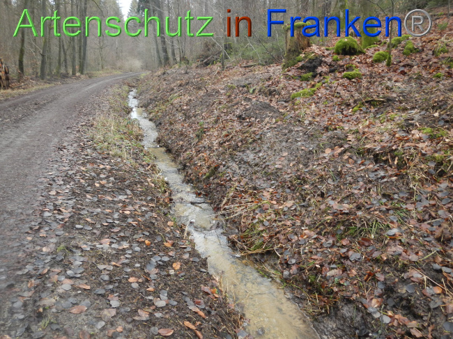 © Artenschutz in Franken® Bild zum Eintrag (1080374-160)