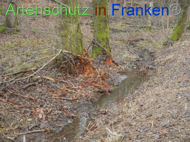 © Artenschutz in Franken® Bild zum Eintrag (1080376-160)