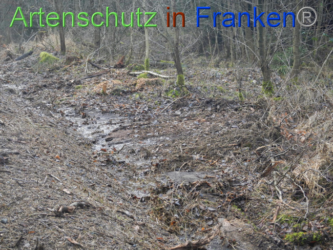 © Artenschutz in Franken® Bild zum Eintrag (1080377-160)