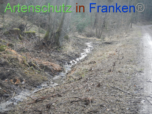 © Artenschutz in Franken® Bild zum Eintrag (1080378-160)