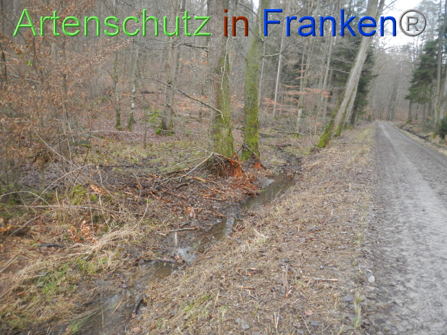 © Artenschutz in Franken® Bild zum Eintrag (1080379-160)