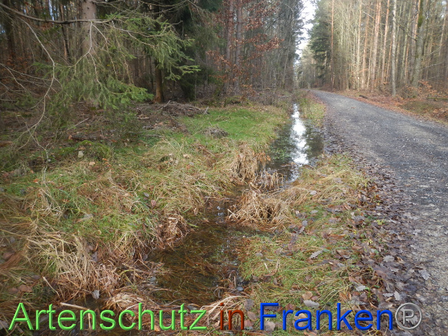 © Artenschutz in Franken® Bild zum Eintrag (1080386-160)