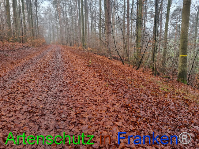 © Artenschutz in Franken® Bild zum Eintrag (1080431-160)