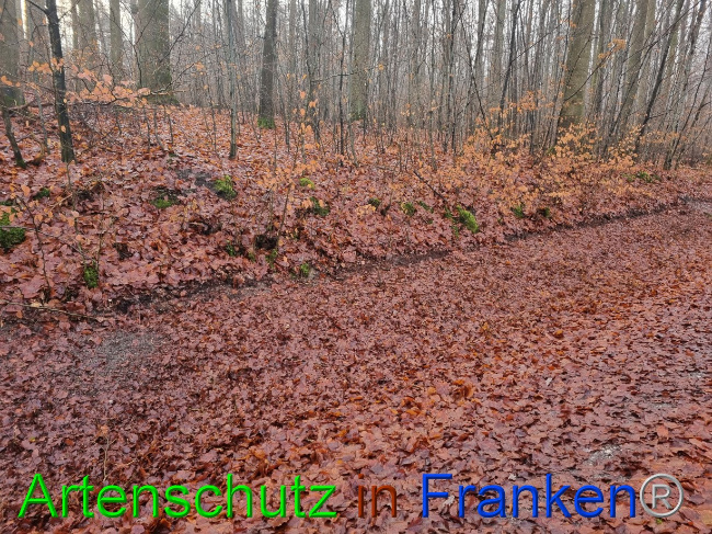 © Artenschutz in Franken® Bild zum Eintrag (1080432-160)
