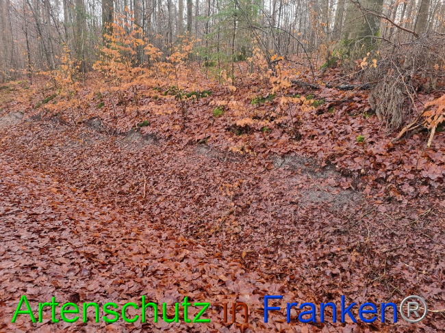 © Artenschutz in Franken® Bild zum Eintrag (1080434-160)
