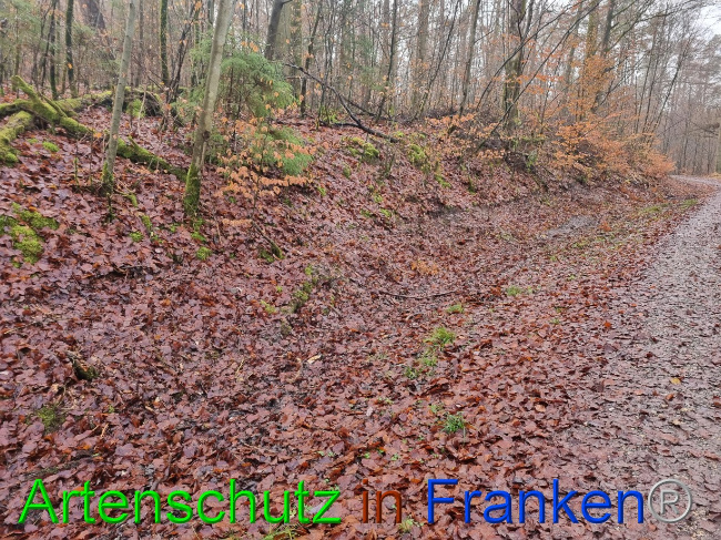 © Artenschutz in Franken® Bild zum Eintrag (1080435-160)